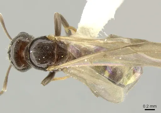 Brachymyrmex bruchi - INBIOCRI001280743