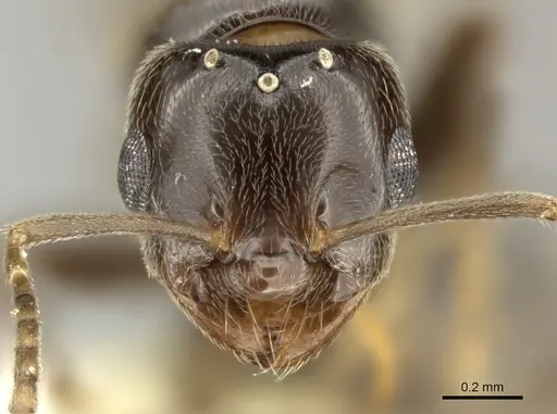 Brachymyrmex bruchi - INBIOCRI001280743