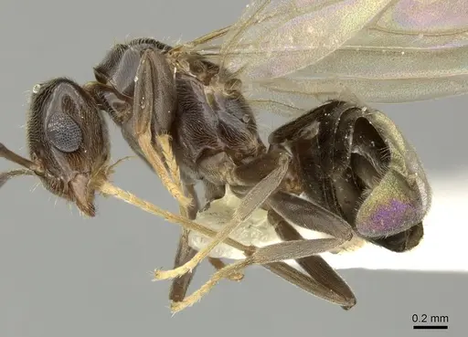 Brachymyrmex bruchi - INBIOCRI001280743