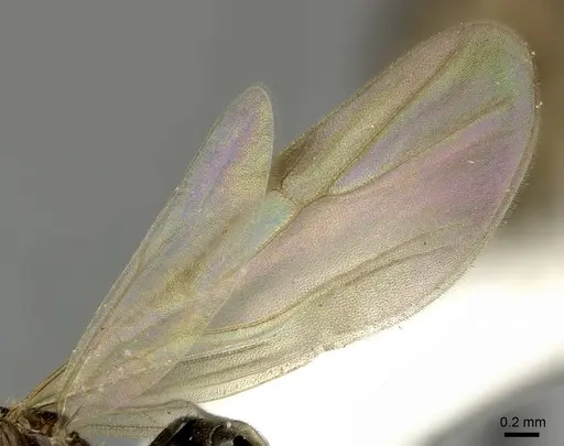 Brachymyrmex bruchi - INBIOCRI001280743