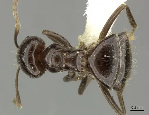 Brachymyrmex bruchi - INBIOCRI001280747