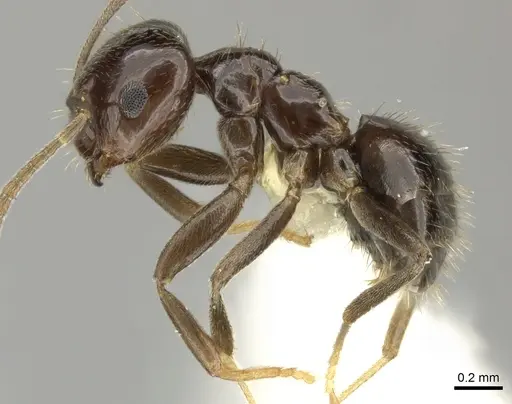 Brachymyrmex bruchi - INBIOCRI001280747