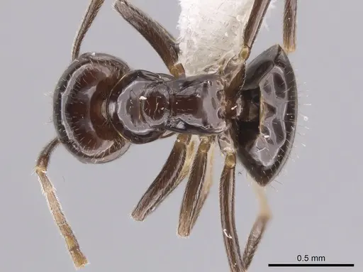 Brachymyrmex bruchi - JTLC000010345