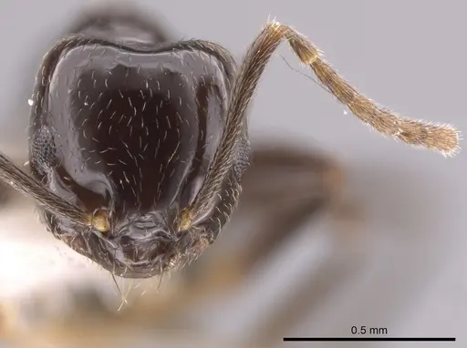 Brachymyrmex bruchi - JTLC000010345