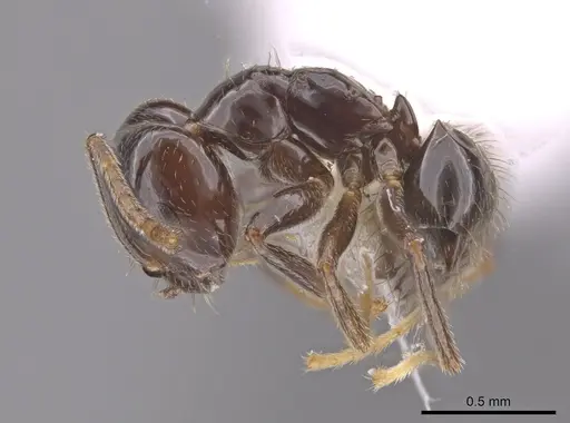 Brachymyrmex bruchi - JTLC000010345