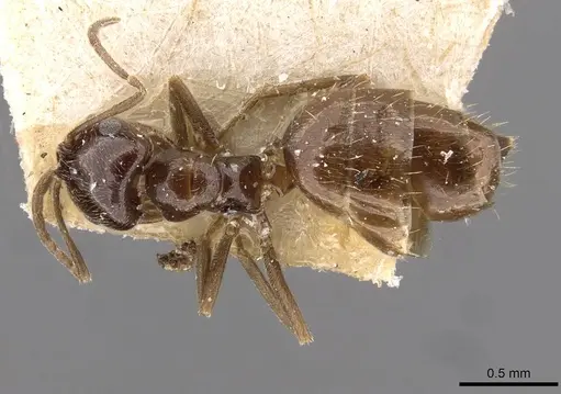 Brachymyrmex bruchi - USNMENT00757159