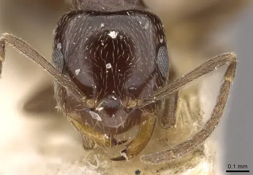 Brachymyrmex bruchi - USNMENT00757159