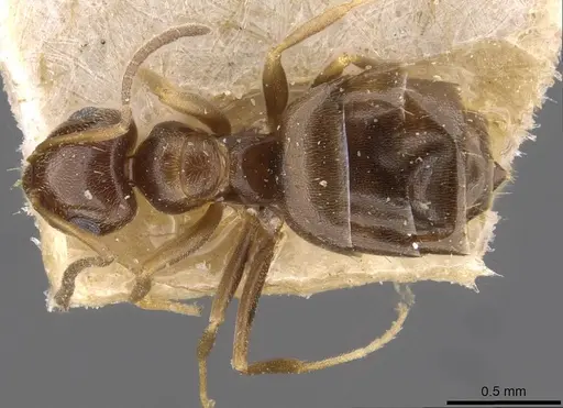 Brachymyrmex bruchi - USNMENT00757161