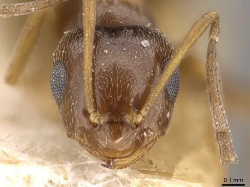 Brachymyrmex bruchi - USNMENT00757161