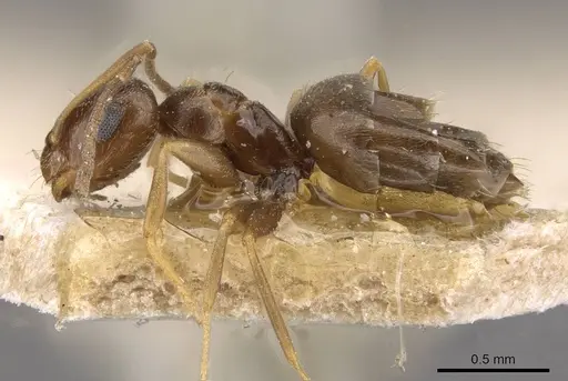 Brachymyrmex bruchi - USNMENT00757161