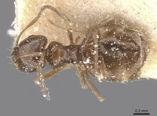 Brachymyrmex bruchi - USNMENT00757186