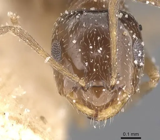 Brachymyrmex bruchi - USNMENT00757186