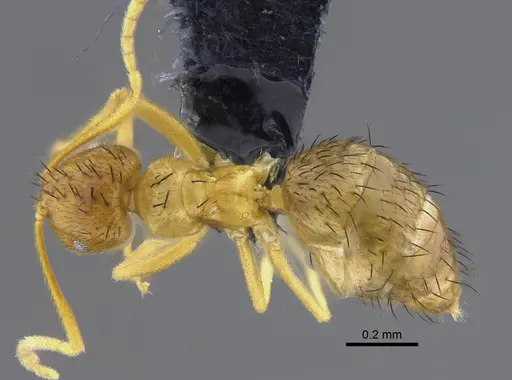 Brachymyrmex cavernicola specimen