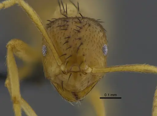 Brachymyrmex cavernicola specimen