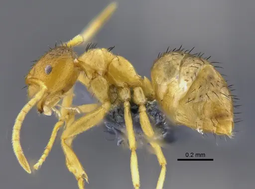 Brachymyrmex cavernicola specimen