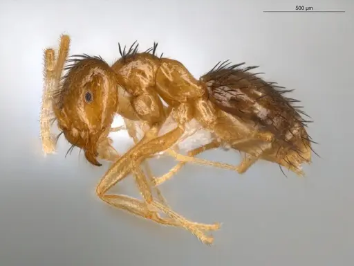 Brachymyrmex cavernicola - ECOFOG-IT14-0433-50