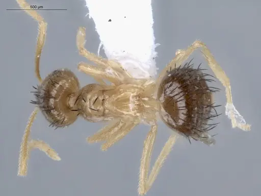 Brachymyrmex cavernicola - ECOFOG-IT14-0444-26