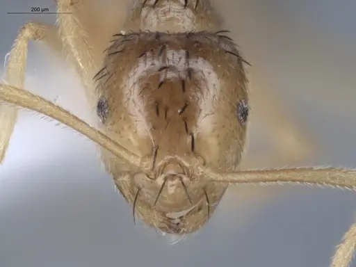 Brachymyrmex cavernicola - ECOFOG-IT14-0444-26