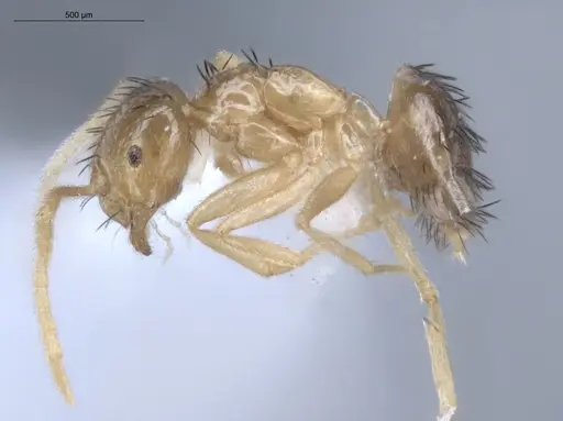 Brachymyrmex cavernicola - ECOFOG-IT14-0444-26