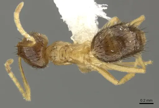 Brachymyrmex cavernicola - JTLC000003469