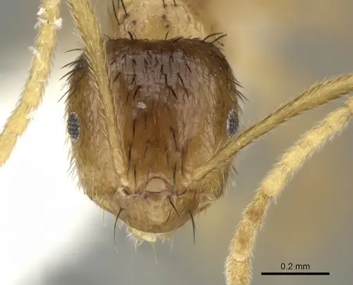 Brachymyrmex cavernicola - JTLC000003469