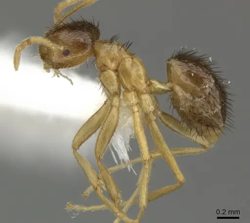 Brachymyrmex cavernicola - JTLC000003469