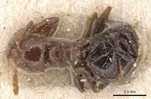 Brachymyrmex coactus specimen