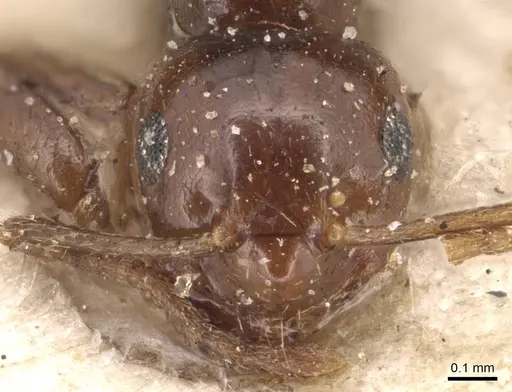 Brachymyrmex coactus specimen