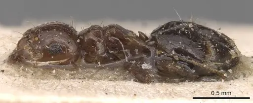 Brachymyrmex coactus specimen