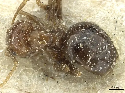 Brachymyrmex coactus - CASENT0911598