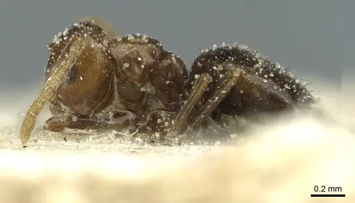 Brachymyrmex coactus - CASENT0911598