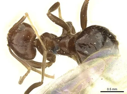 Brachymyrmex coactus - CASENT0915731