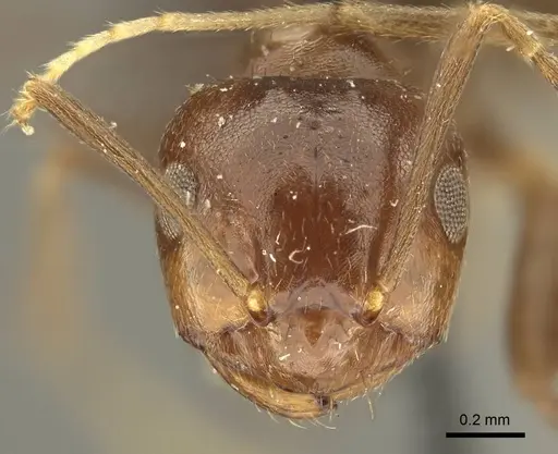 Brachymyrmex coactus - CASENT0915731