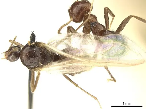 Brachymyrmex coactus - CASENT0915733