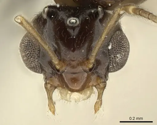 Brachymyrmex coactus - CASENT0915733