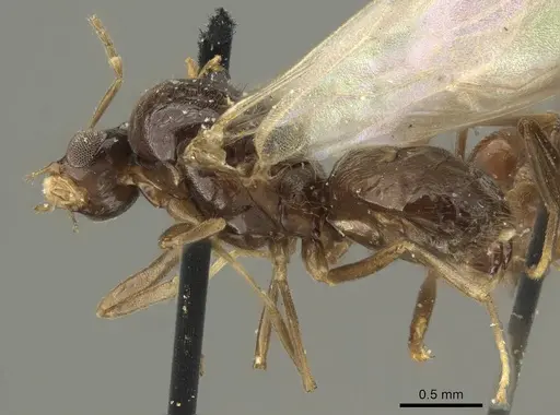 Brachymyrmex coactus - CASENT0915733