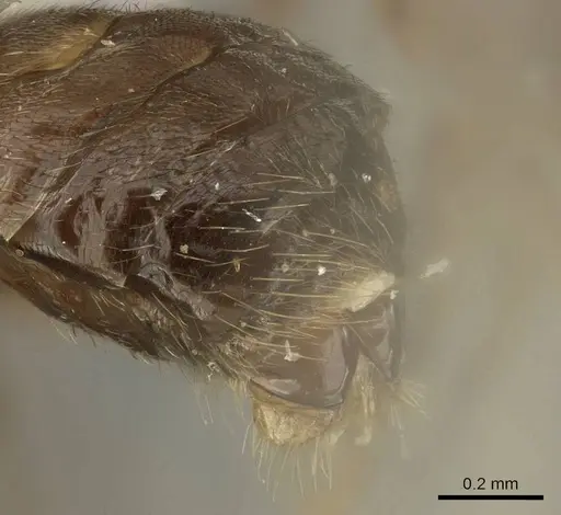 Brachymyrmex coactus - CASENT0915733