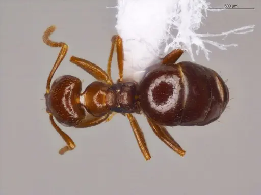 Brachymyrmex coactus - ECOFOG-OI17-0201-07