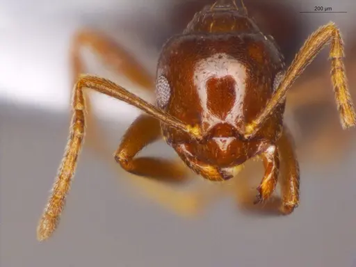 Brachymyrmex coactus - ECOFOG-OI17-0201-07