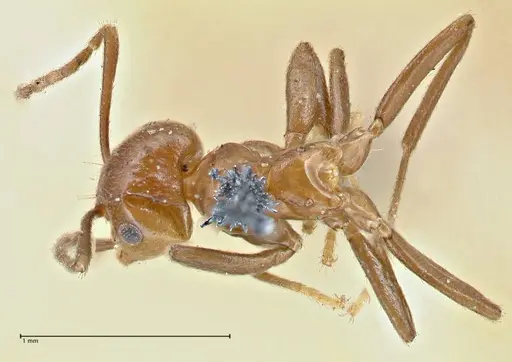 Brachymyrmex coactus - FOCOL2901