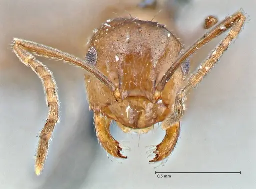 Brachymyrmex coactus - FOCOL2901