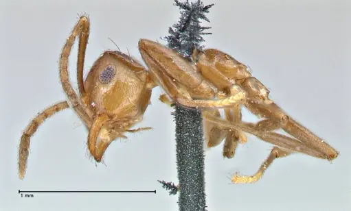 Brachymyrmex coactus - FOCOL2901