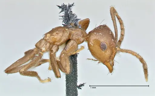 Brachymyrmex coactus - FOCOL2901