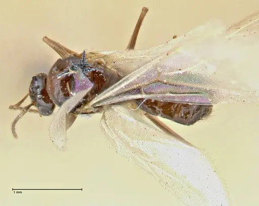 Brachymyrmex coactus - FOCOL2902