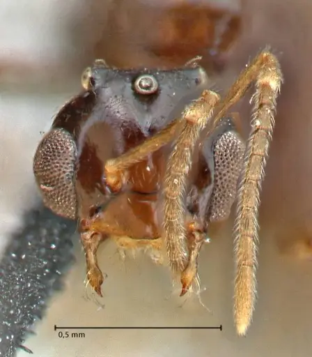 Brachymyrmex coactus - FOCOL2902