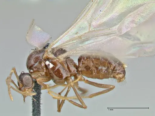 Brachymyrmex coactus - FOCOL2902