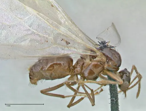 Brachymyrmex coactus - FOCOL2902
