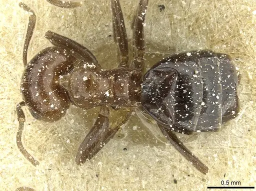 Brachymyrmex coactus - USNMENT00757224