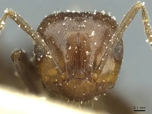 Brachymyrmex coactus - USNMENT00757224