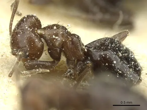 Brachymyrmex coactus - USNMENT00757224